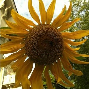 Meet your Posher, Sonia